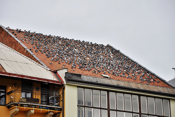 A2B Pest Control are able to install spikes to deter birds from roofs in Merton. 