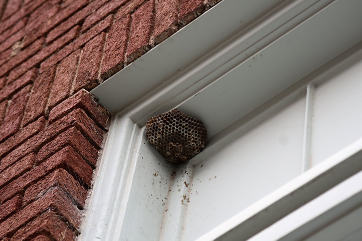 We provide a wasp nest removal service for domestic and commercial properties in Merton.